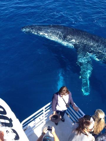 Whalesong Whale Watch Tour - Morning